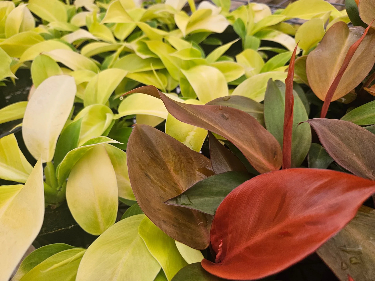 Philodendrons