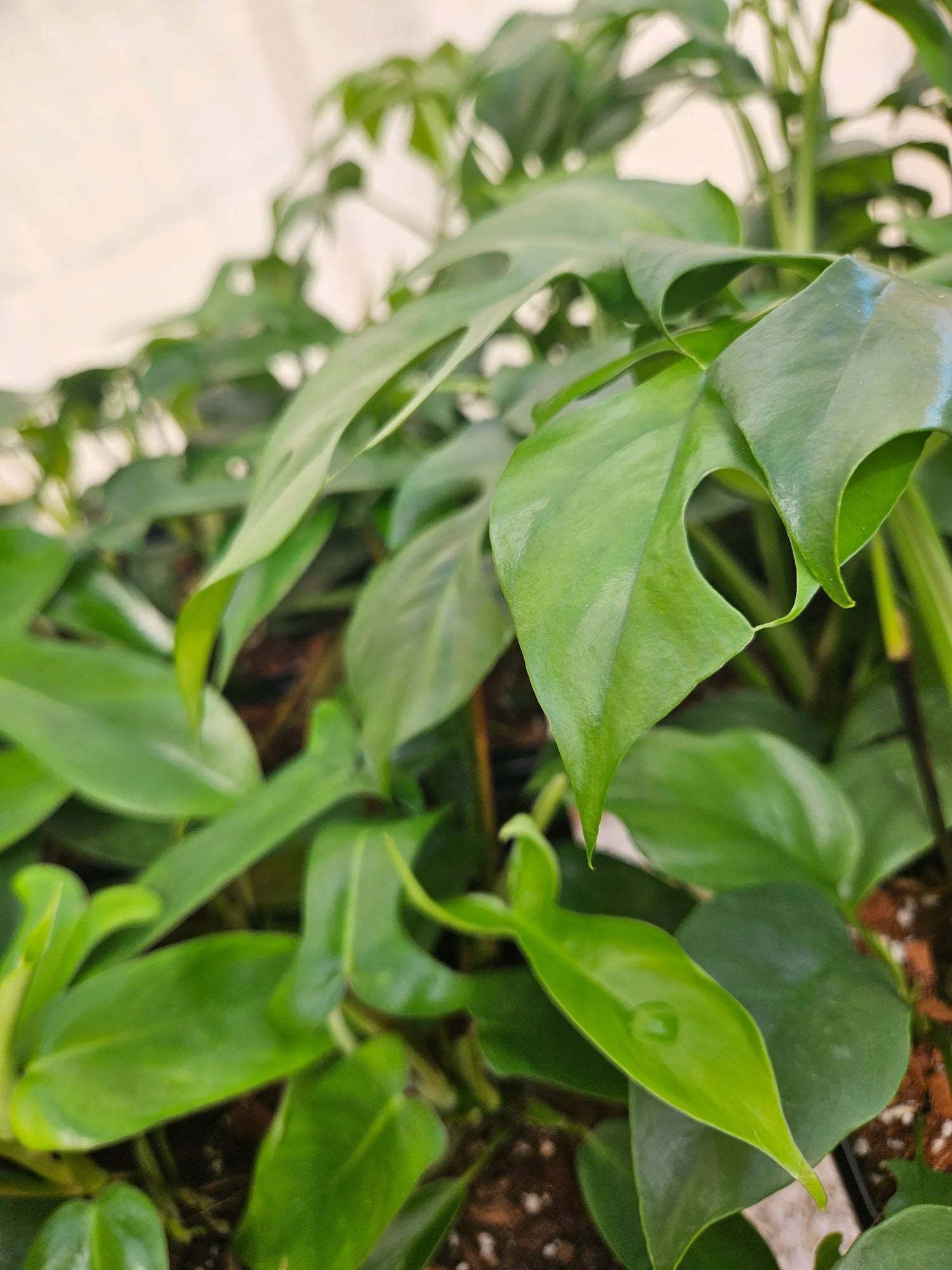 Monstera