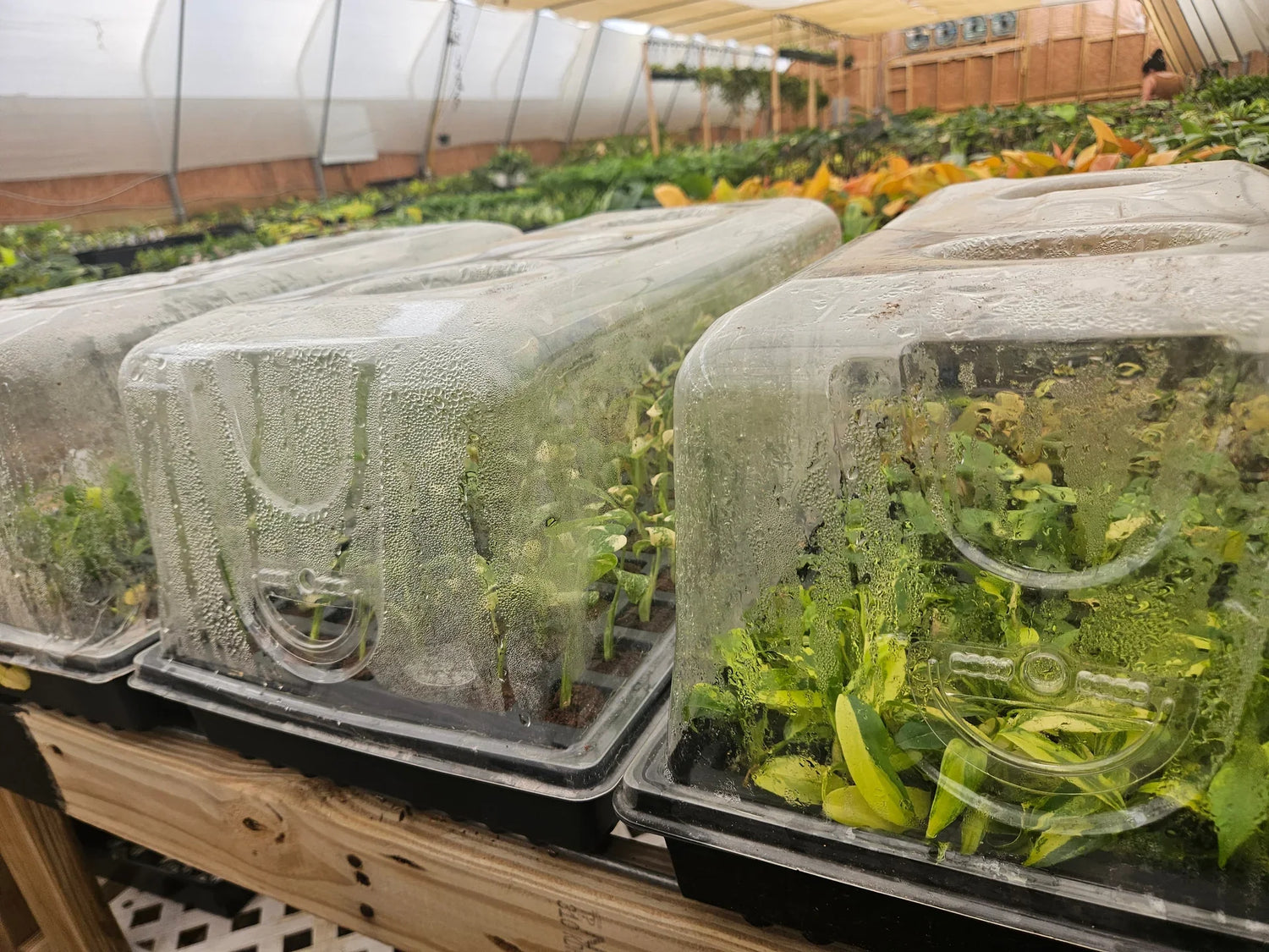 Tissue Culture