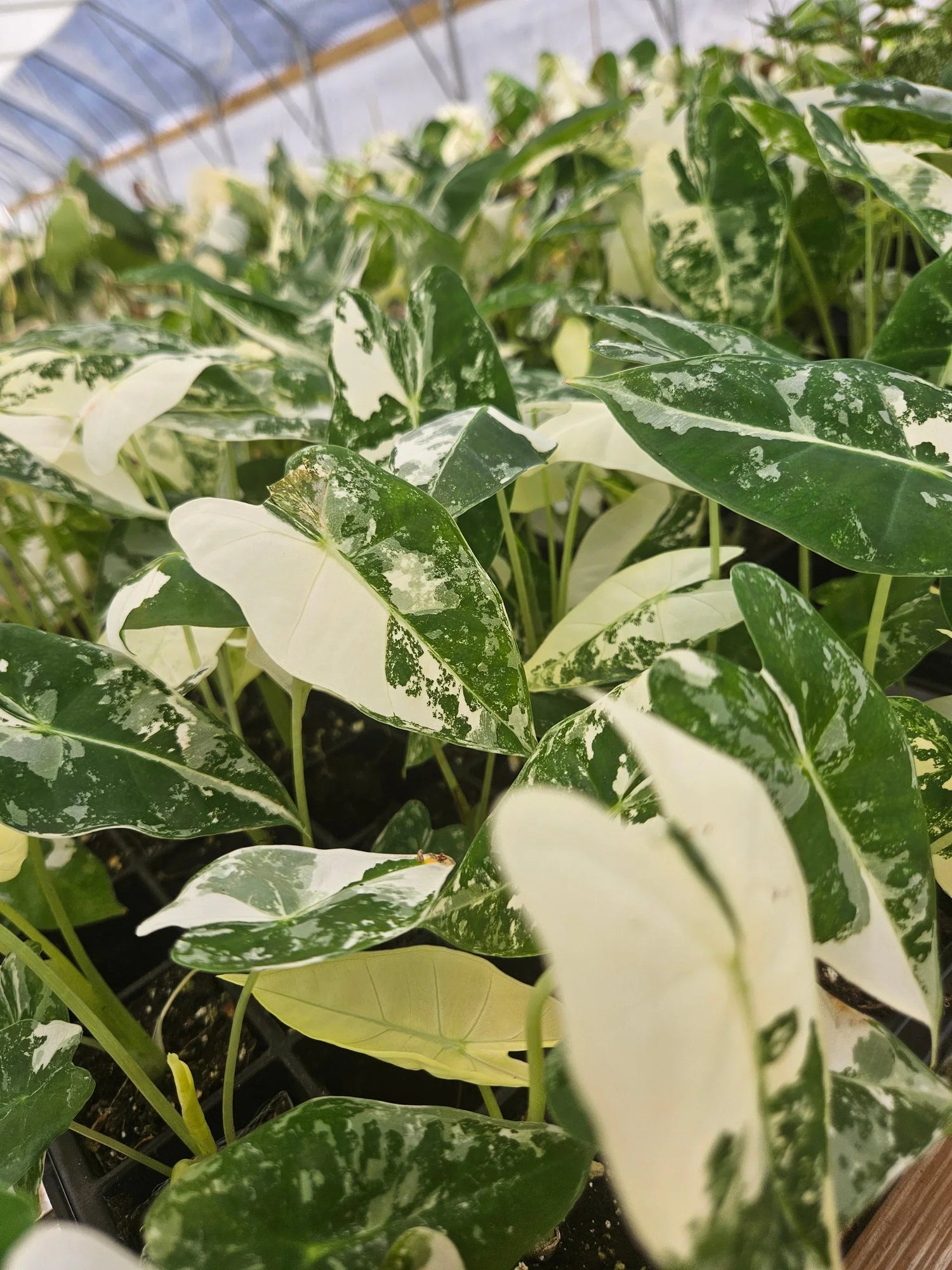 Alocasias